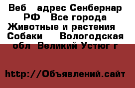 Веб – адрес Сенбернар.РФ - Все города Животные и растения » Собаки   . Вологодская обл.,Великий Устюг г.